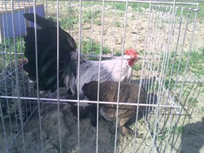 Pic_0610_501