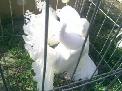 Pic_0610_503