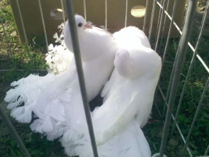 Pic_0610_506