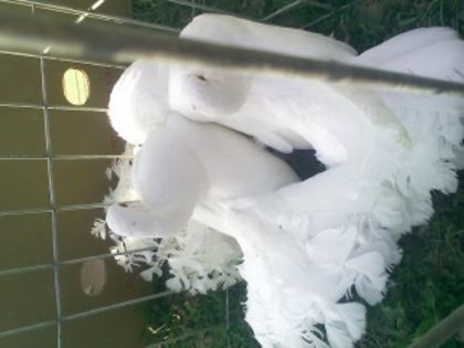 Pic_0610_507