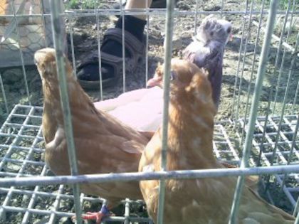 Pic_0610_511