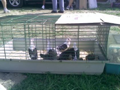 Pic_0610_524