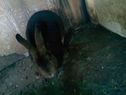 Pic_0610_532