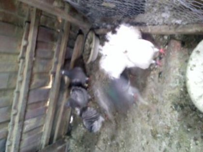 Pic_0610_537
