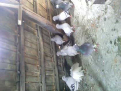 Pic_0610_540