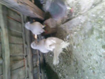 Pic_0610_542