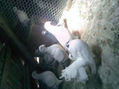 Pic_0610_544