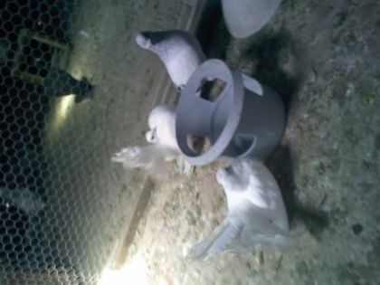 Pic_0610_545