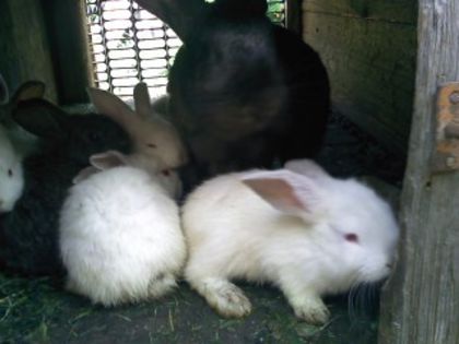 Pic_0610_567