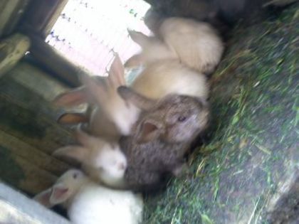 Pic_0610_570