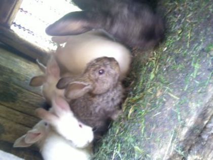 Pic_0610_571