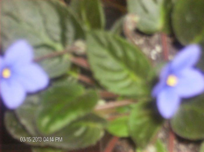 martie 026 - Violete 2013