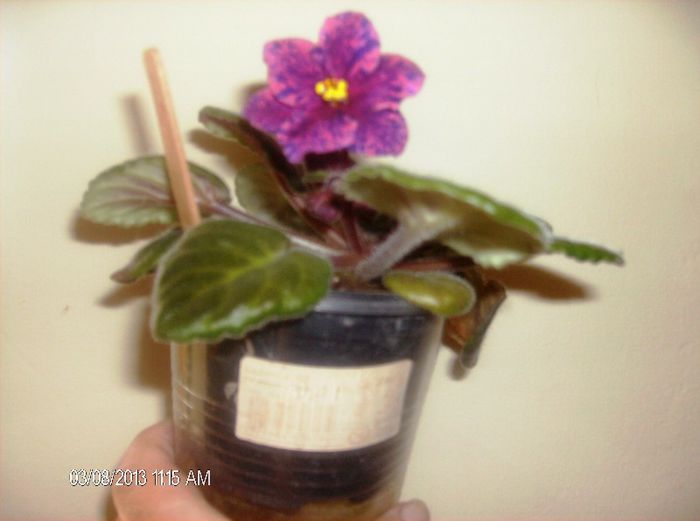 martie line wine 006