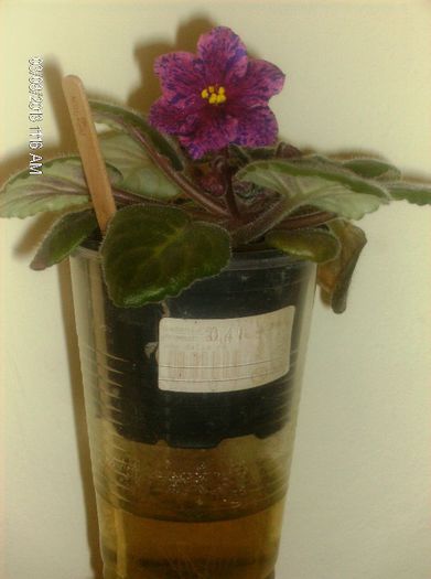 martie line wine 008 - Violete 2013