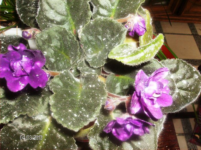aprilie 084 - Violete 2013