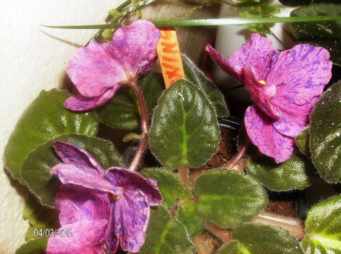 aprilie 086 - Violete 2013