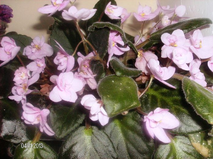 aprilie 093 - Violete 2013