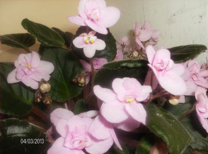 aprilie  067 - Violete 2013