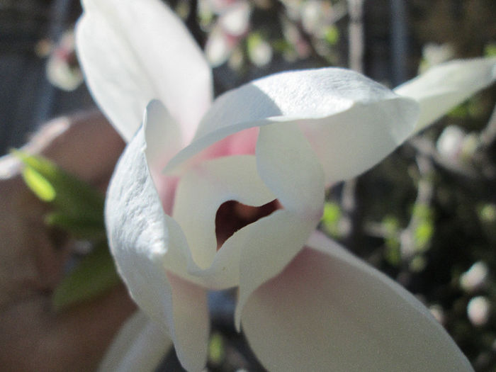 floare de magnolie - flori de aprilie 2013