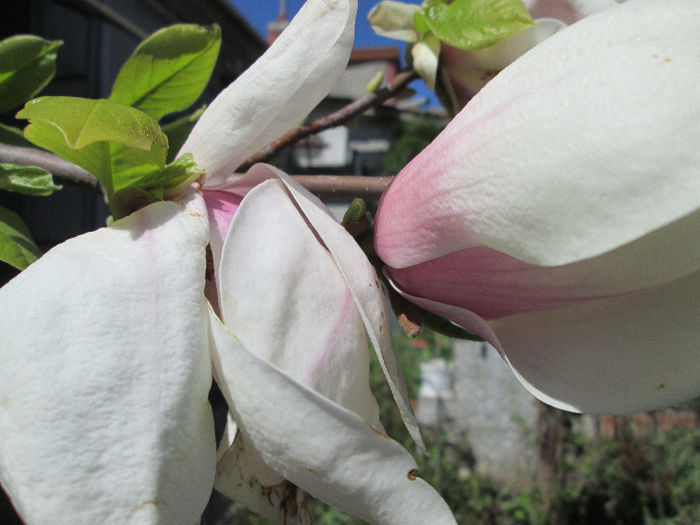 boboci de magnolia - flori de aprilie 2013