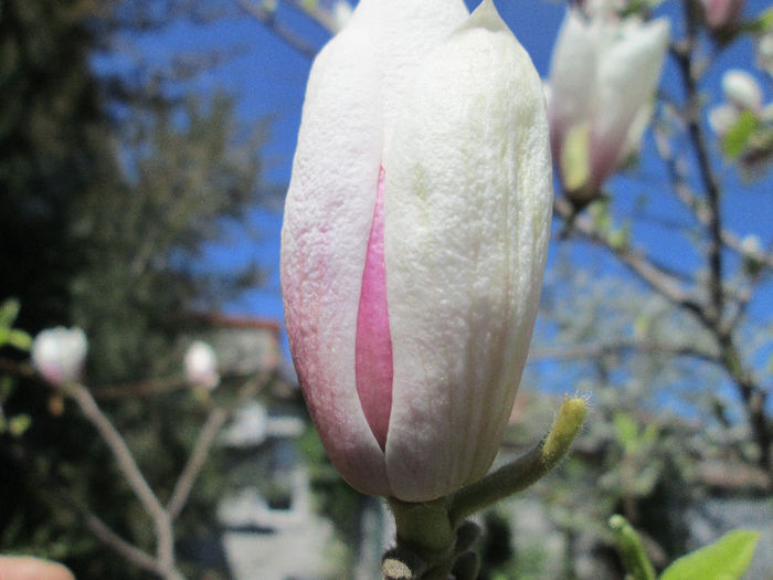 boboc de magnolie - flori de aprilie 2013