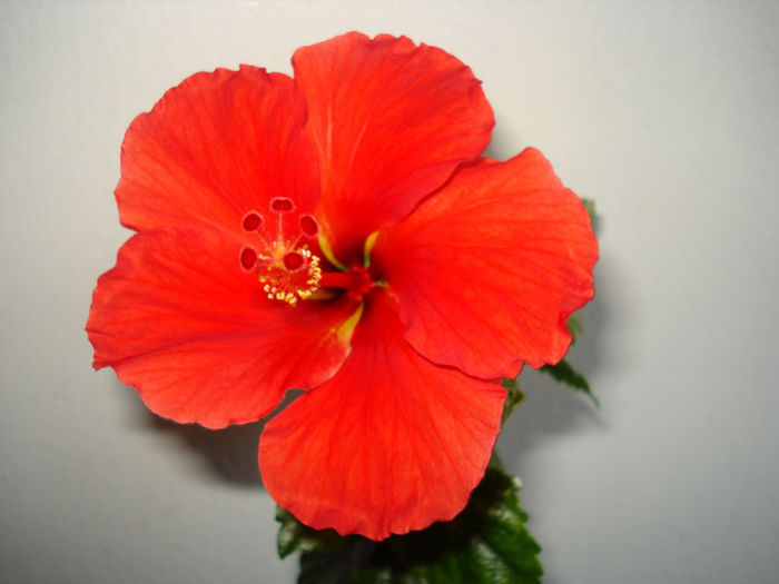 DSC06473 - FLORI 2013