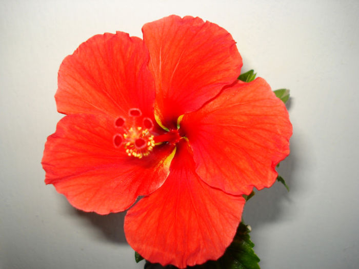 DSC06477 - FLORI 2013