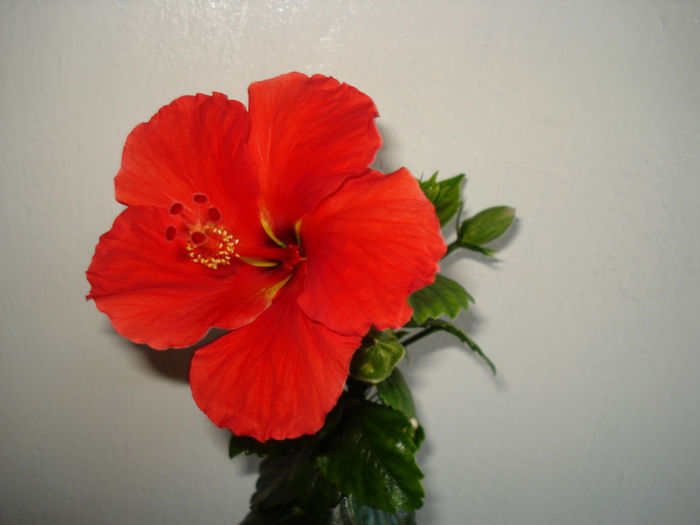 DSC06479 - FLORI 2013