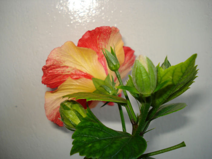 DSC06482 - FLORI 2013