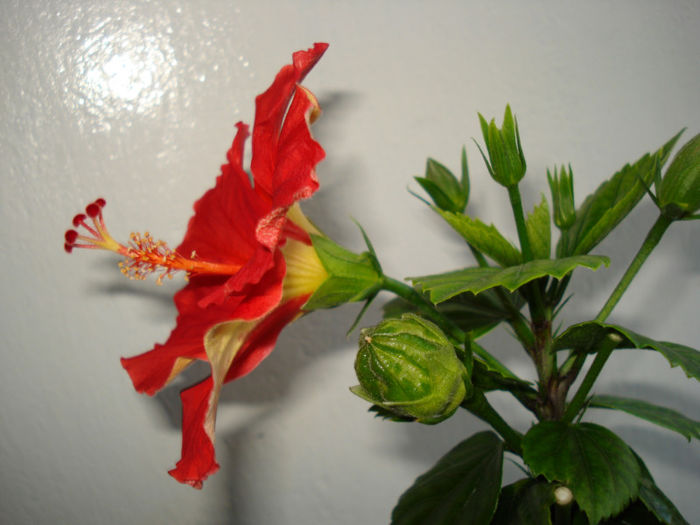 DSC06483 - FLORI 2013