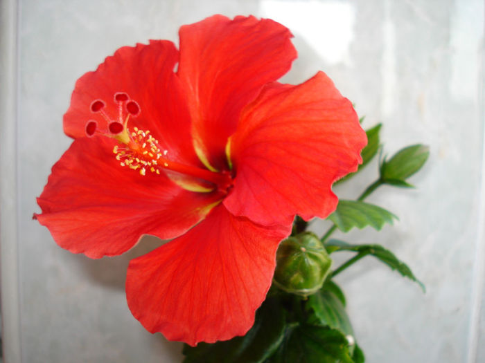 DSC06491 - FLORI 2013