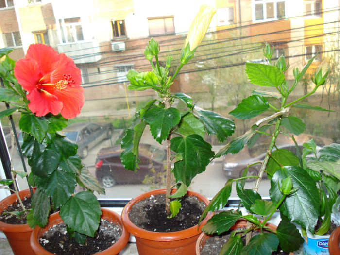DSC06492 - FLORI 2013