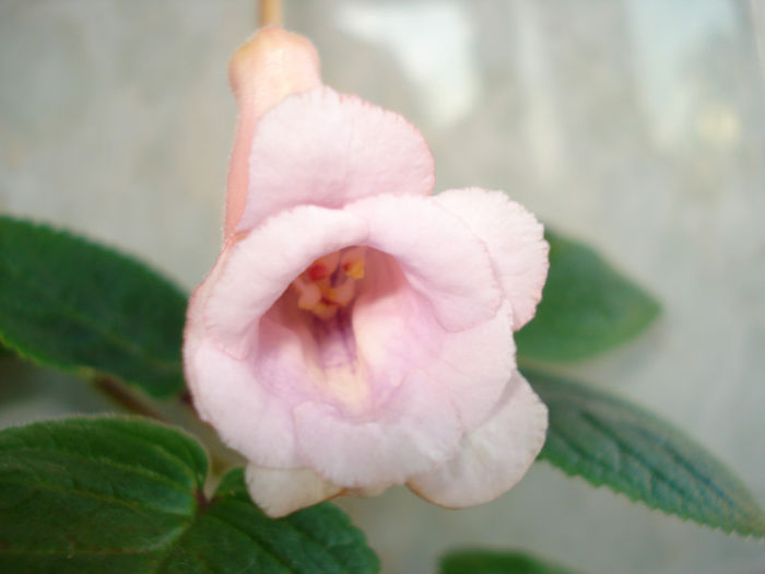 DSC06497 - FLORI 2013