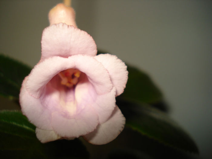 DSC06499 - FLORI 2013