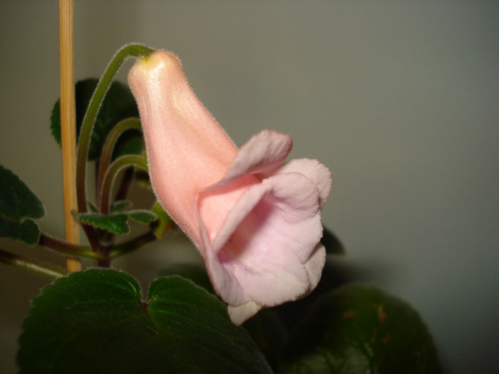 DSC06500 - FLORI 2013