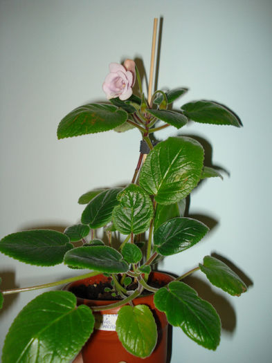 DSC06508 - FLORI 2013