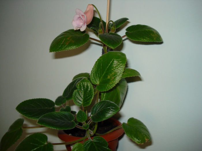 DSC06510 - FLORI 2013