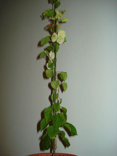 DSC06511 - FLORI 2013