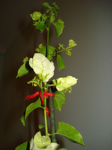 DSC06515 - FLORI 2013