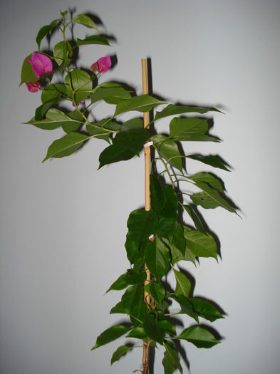 DSC06527 - FLORI 2013