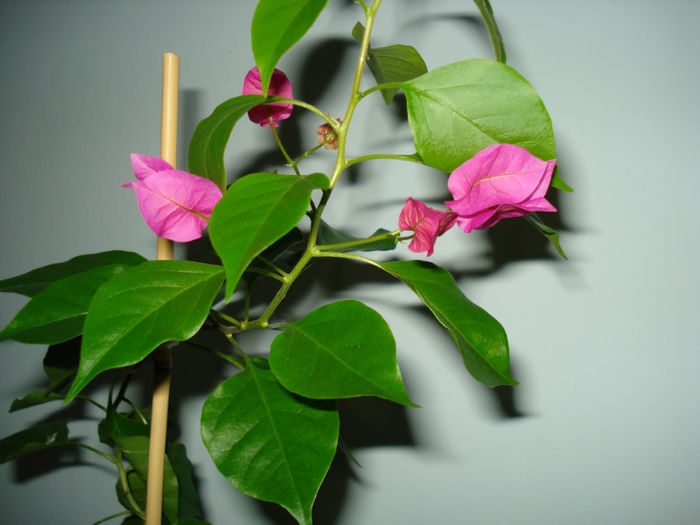 DSC06528 - FLORI 2013