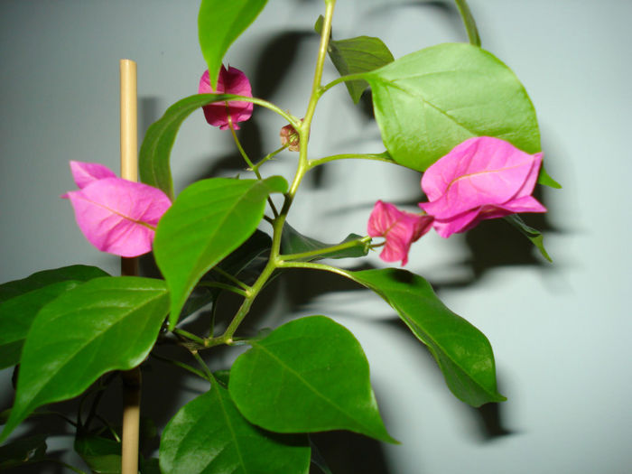 DSC06529 - FLORI 2013