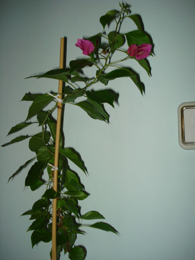 DSC06530 - FLORI 2013