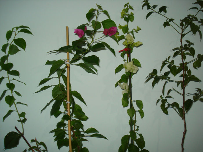 DSC06532 - FLORI 2013