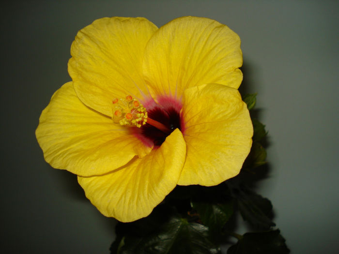 DSC06537 - FLORI 2013