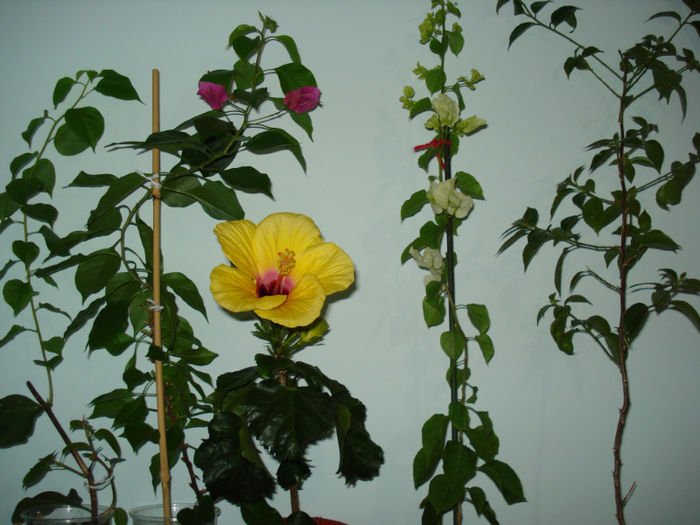 DSC06538