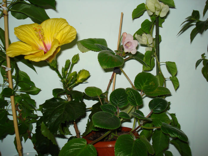DSC06540
