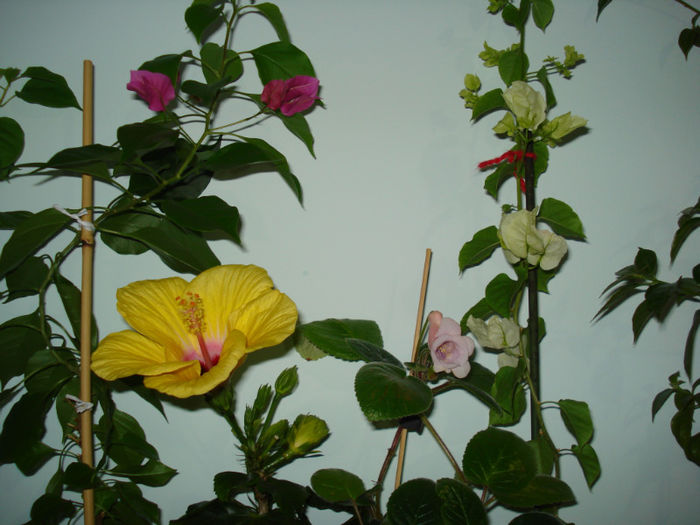 DSC06542