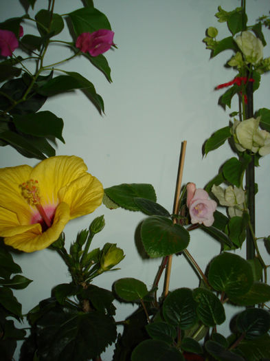 DSC06544
