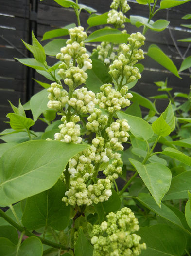 White Lilac Tree (2013, April 18) - Syringa vulgaris White
